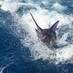 SportFishing Trips